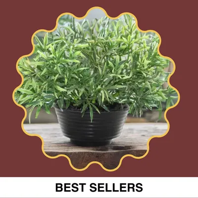 SHOP_BY_CATEGORIES_undefined__undefined