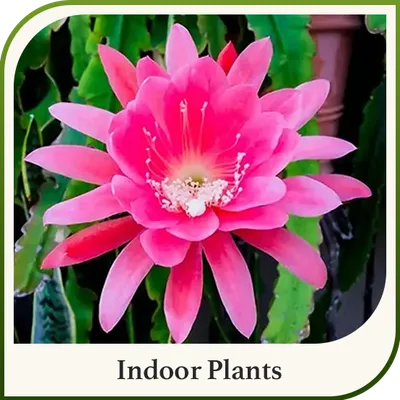 SHOP_BY_CATEGORIES_undefined__undefined
