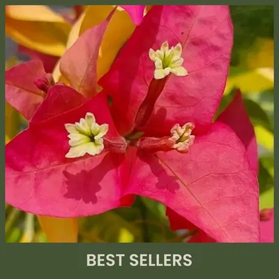SHOP_BY_CATEGORY_undefined__undefined