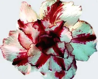 SHOP_BY_CATEGORY_undefined__undefined