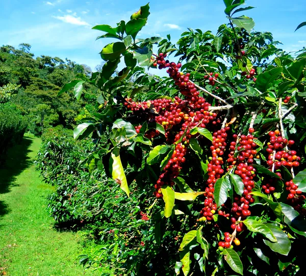 Brazilian_Hybrid_Coffee_Fruit_Plant_(Pack_Of_1)