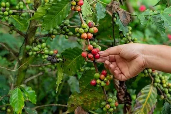 Brazilian_Hybrid_Coffee_Fruit_Plant_(Pack_Of_1)