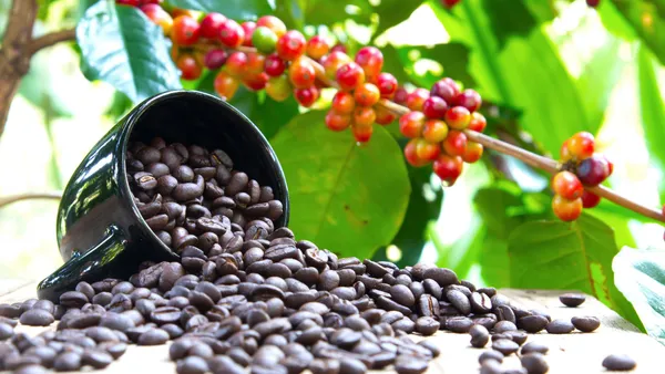 Brazilian_Hybrid_Coffee_Fruit_Plant_(Pack_Of_1)
