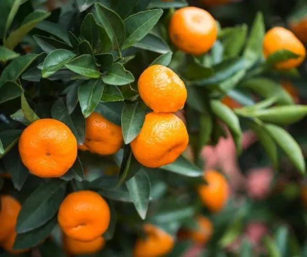 Chinese_Orange_|_Grafted_and_Hybrid_Plants