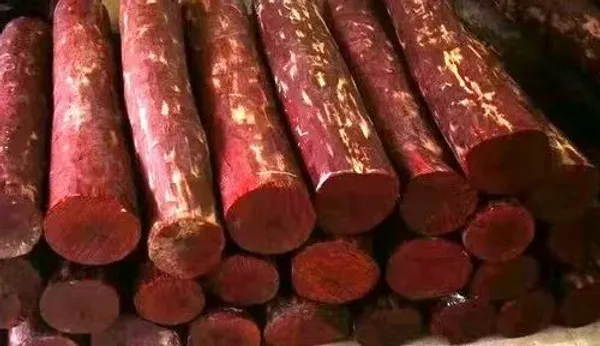 Red_Red_Sandalwood_Seedling_Plant