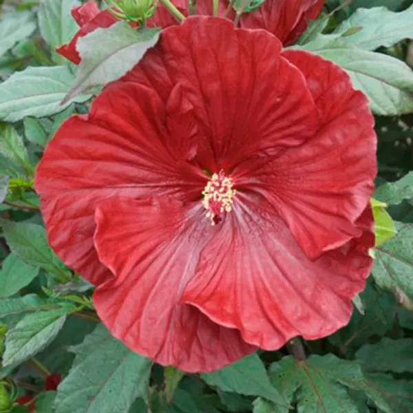 Cranberry_Crush_Hibiscus_Outdoor_Plant