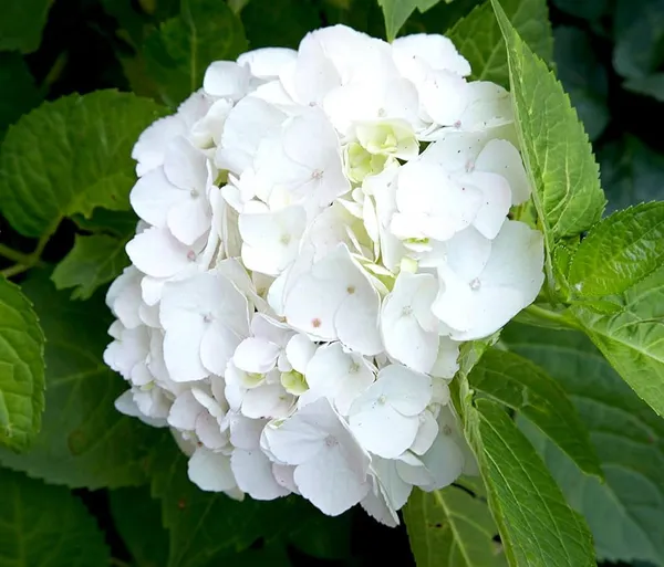 Hydrangea_White_Flower_Plant_Without_Pot