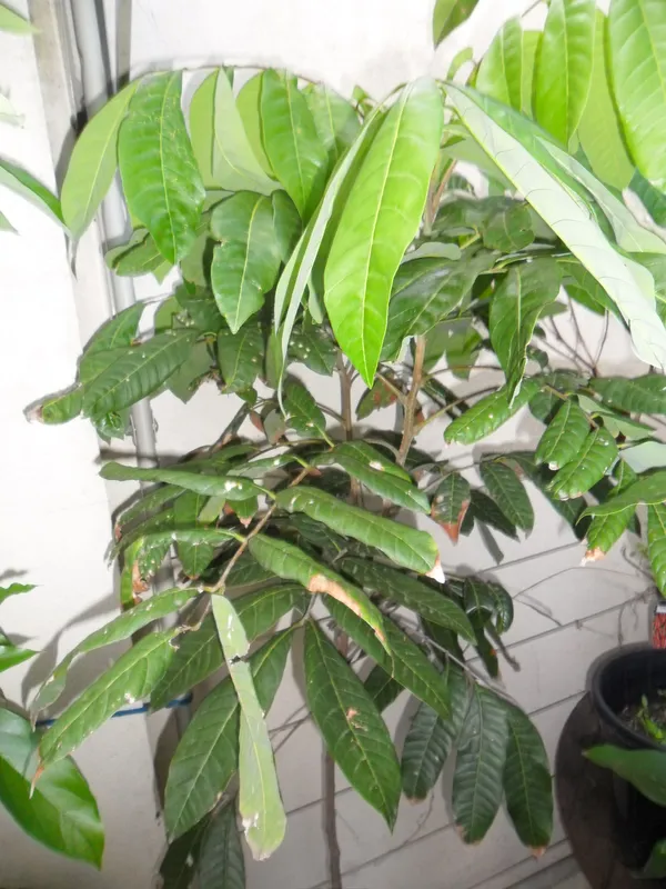 Australian_Hybrid_&_Healthy_Longon_Fruit_Plant_&_Tree_(1.5-3.5_Ft_Hight)_For_Home_Gardening