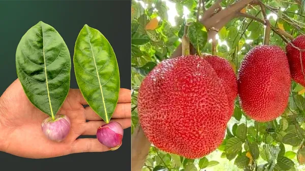 Red_Jackfruit_Plant_|_Grafted_and_Hybrid_Plants
