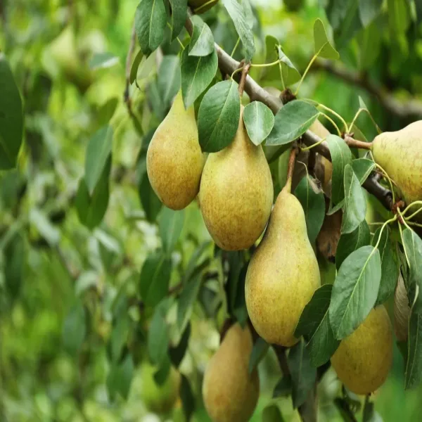 Green_Pear_Fruit_Plant