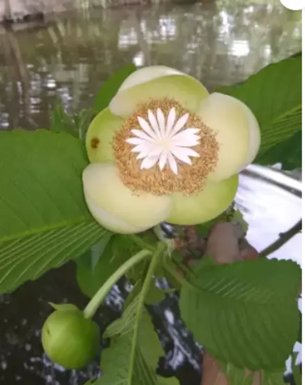 Chalta_,Dillenia_Indica,_Elephant_Apple_Organic_Fruit_Plant