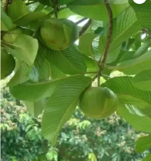Chalta_,Dillenia_Indica,_Elephant_Apple_Organic_Fruit_Plant