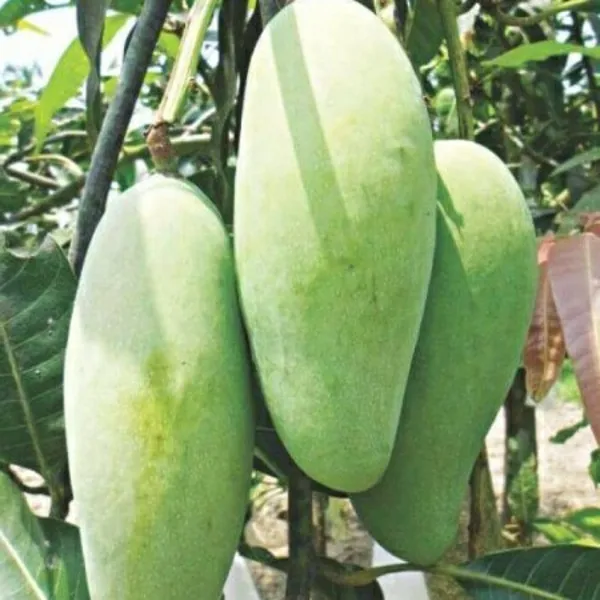 Katimon_All_Season_Sweet_Mango_Grafted_Plant