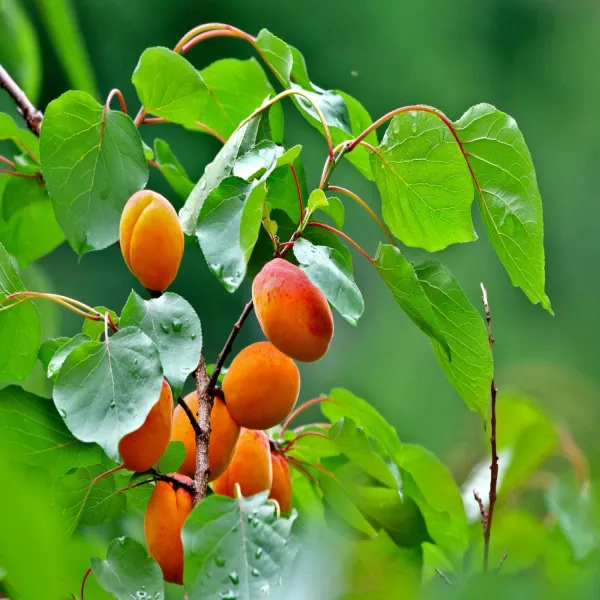 Apricot_Fruit_Plant