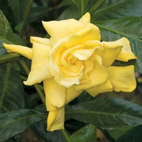 Yellow_Gondhoraj_Outdoor_Plant