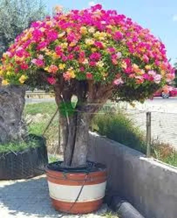 Multicolor_Thai_Bougainvillea_Outdoor_Plant