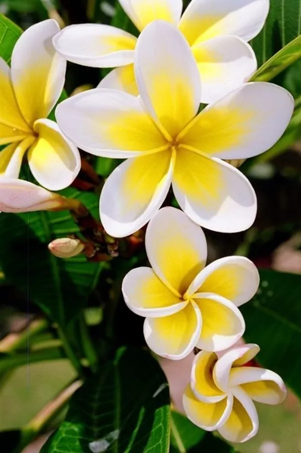 Thai_(Grafted)_Plumeria_White_Flower_Plant_(Pack_Of_1)