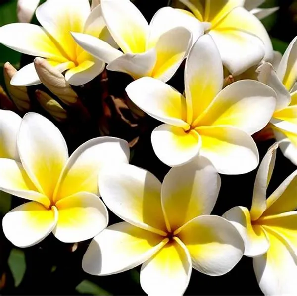 Thai_(Grafted)_Plumeria_White_Flower_Plant_(Pack_Of_1)