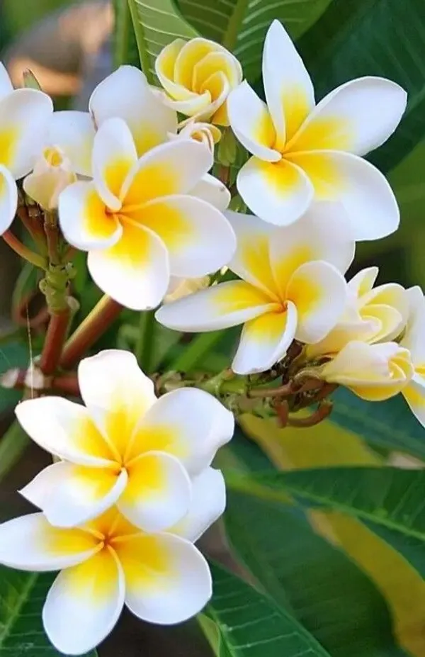 Thai_(Grafted)_Plumeria_White_Flower_Plant_(Pack_Of_1)