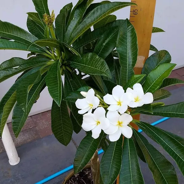 Thai_(Grafted)_Plumeria_White_Flower_Plant_(Pack_Of_1)
