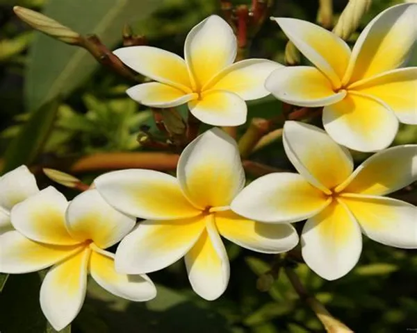 Thai_(Grafted)_Plumeria_White_Flower_Plant_(Pack_Of_1)