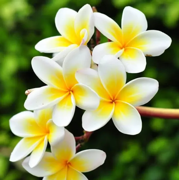 Thai_(Grafted)_Plumeria_White_Flower_Plant_(Pack_Of_1)