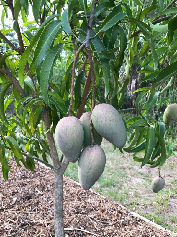 Baromasi_/_Alltime_Mango_Fruit_Plant_&_Tree_For_Home_Garden_(Hybrid,_Pack_Of_1_)