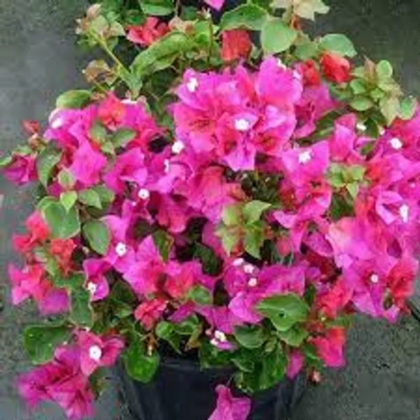 Miniature_Pink_Bougainvillea_Plant