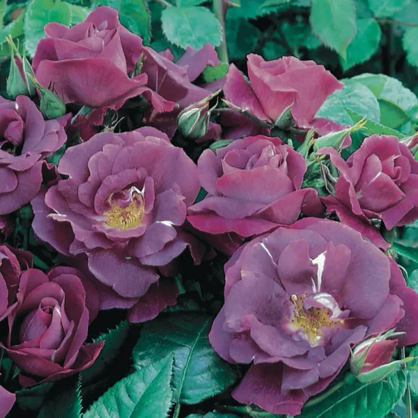 Rhapsody_In_Blue_Rose_Plant