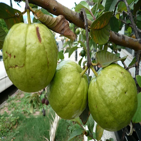 Thai-7_Guava_Grafted_Plant
