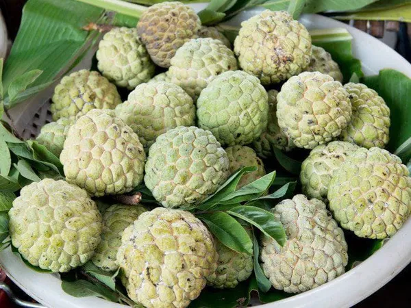 Custard_Apple_Plant_Sitaphal__(Pack_Of_1)