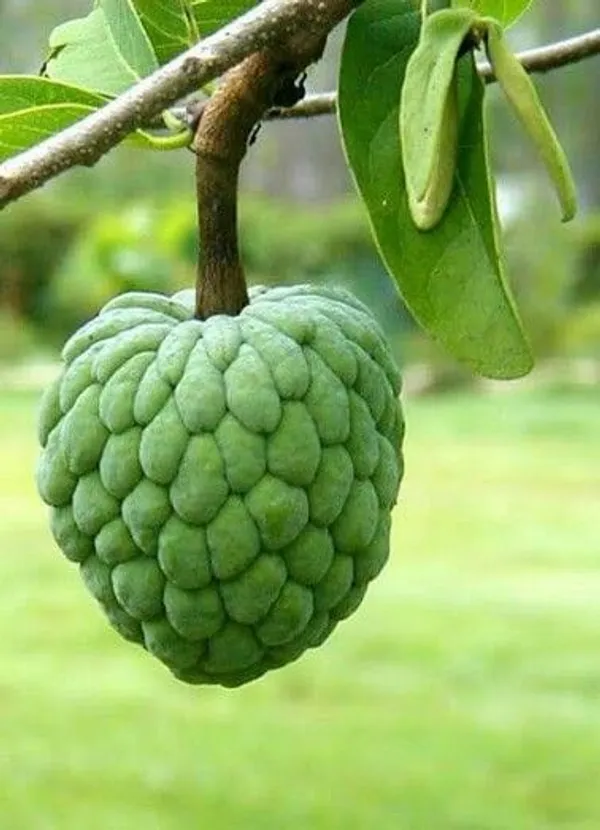 Custard_Apple_Plant_Sitaphal__(Pack_Of_1)