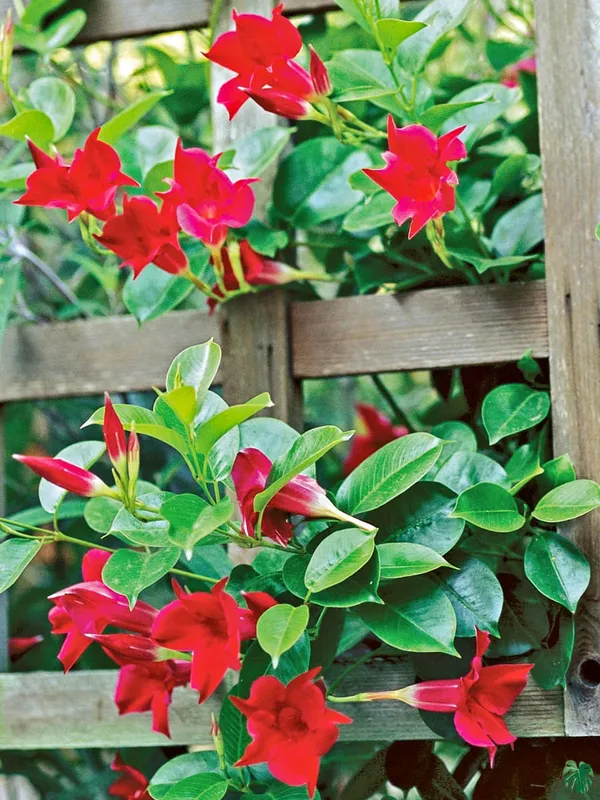 Red_Mandevilla_Plant