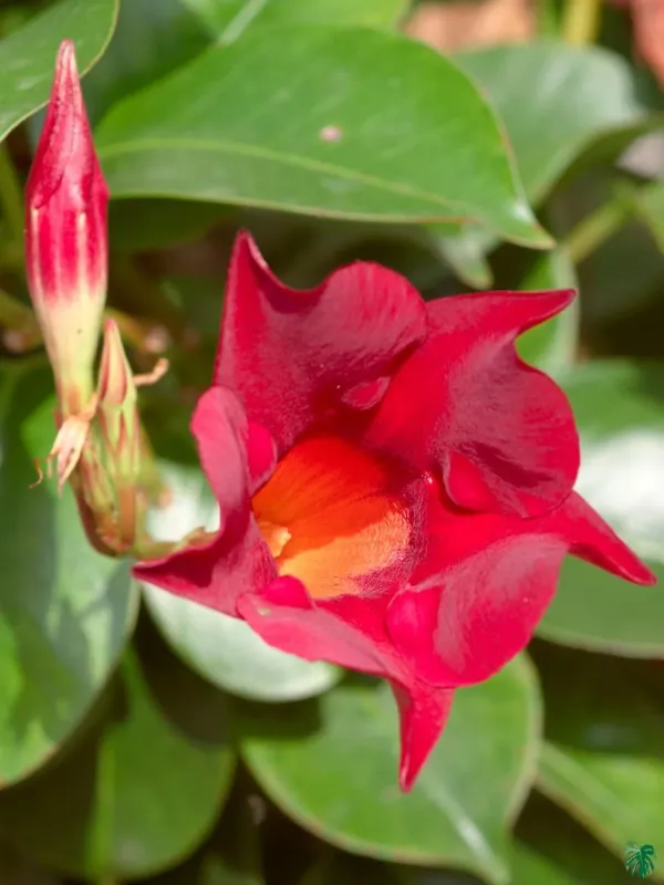 Red_Mandevilla_Plant