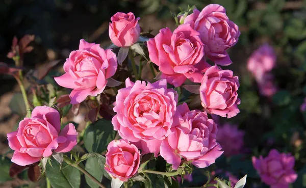 Double_Dark_Pink_Rose_Plant