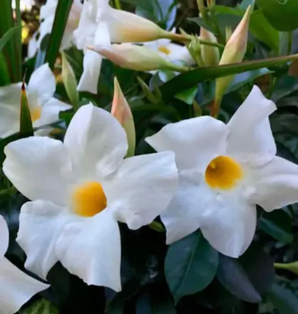White_Mandevilla_Flowering_Plant