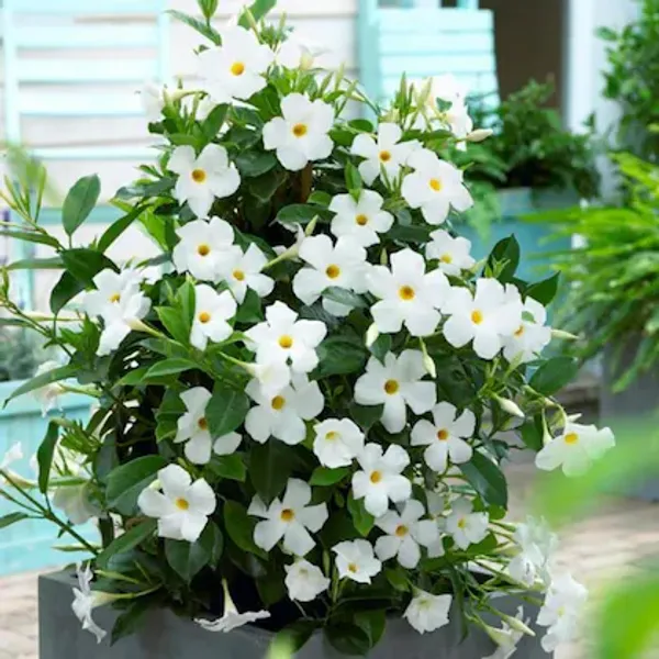 White_Mandevilla_Flowering_Plant
