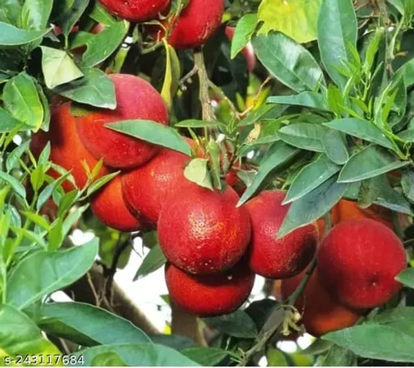 Hybrid_Red_Pati_Lemon_Plant_|_Grafted_Plant