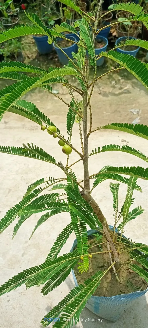 Thai_Amla_Green__Grafted_And_Hybrid_Plant_Organic_Plant_For_Gardening