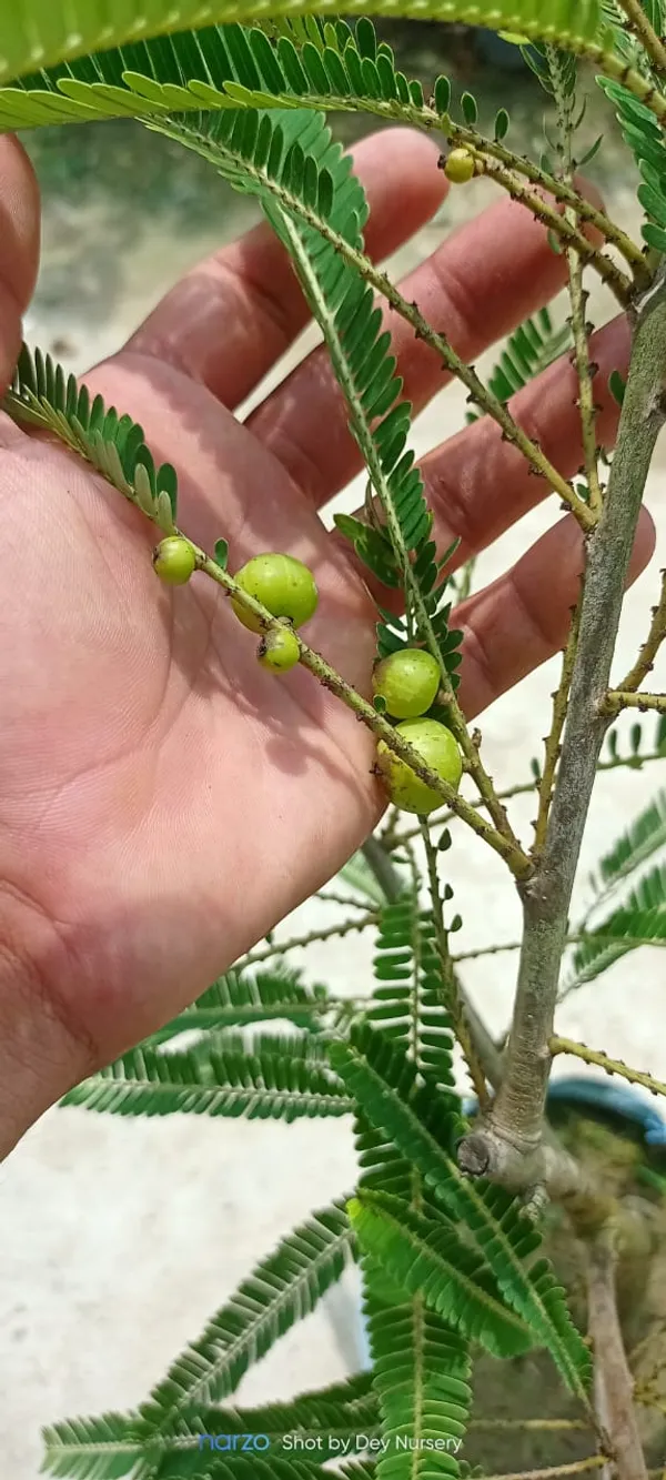 Thai_Amla_Green__Grafted_And_Hybrid_Plant_Organic_Plant_For_Gardening