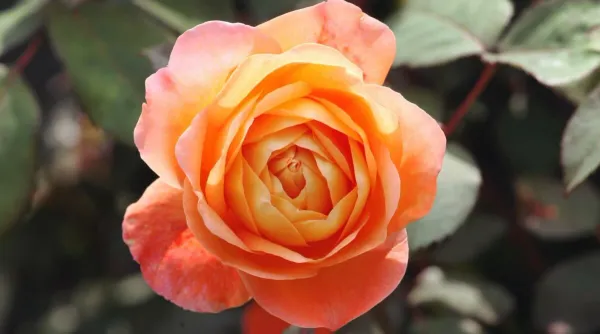 Orange_Rose_Fragnant