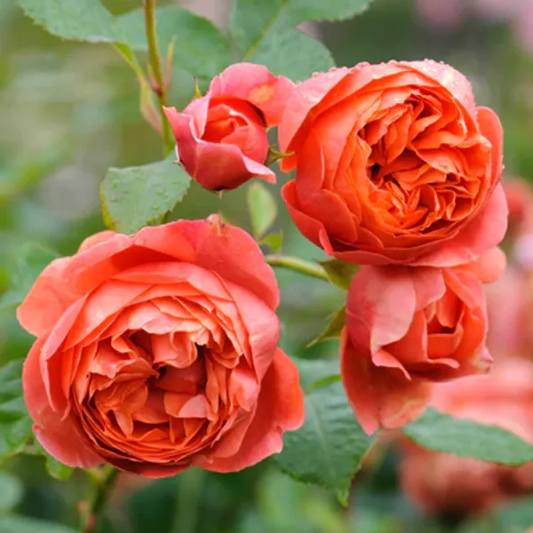 Orange_Rose_Fragnant