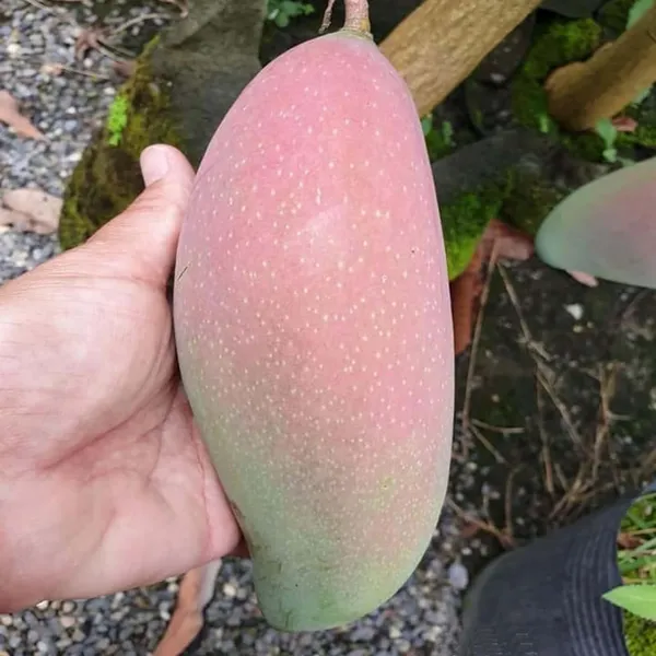 Thai_King_Of_Chakapat_Mango_Aam_Grafted_Fruit_Plant_(1.5-3_Feet_Height)