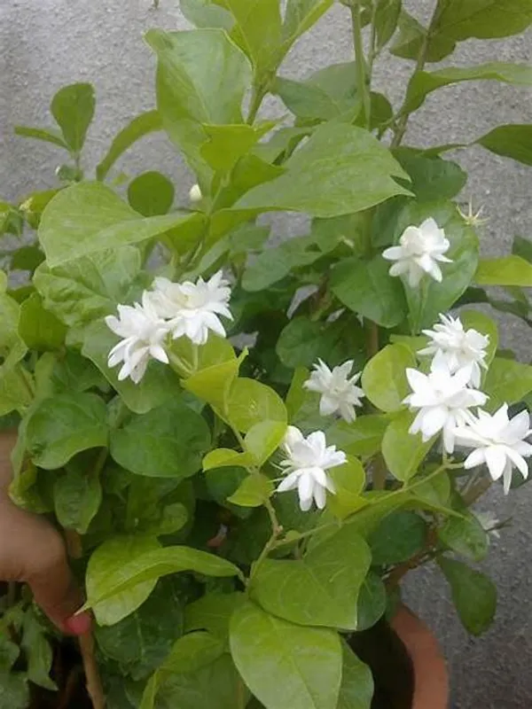 Double_Patel_Jasmine|Juhi__Flowering_Plant_&_Tree_(1.5-2_Ft_Hight)__For_Home_Garden_Hybrid_Jasmine_Flower_Plant