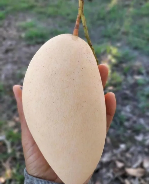 Thai_King_Of_Dok_Mai_Mango_Hybrid_Grafted_Plant