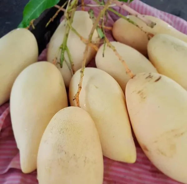 Thai_King_Of_Dok_Mai_Mango_Hybrid_Grafted_Plant
