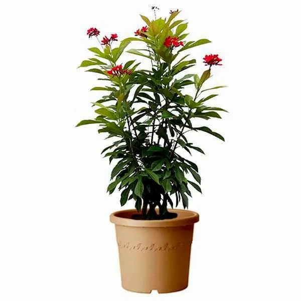 Jatropha_Red_Plant