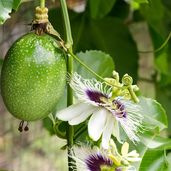 Passion_Fruit_Grafted_Plant