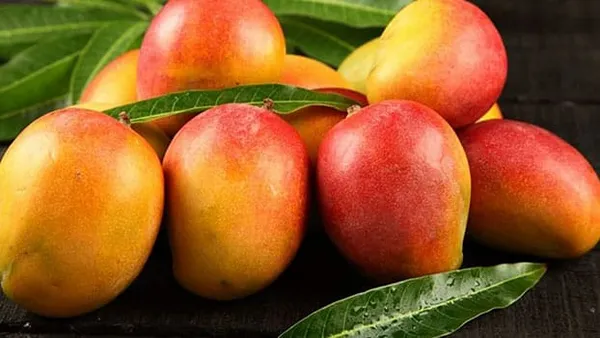 Green_Hybrid_Sindur_Kouta_Mango_Grafting_Plant