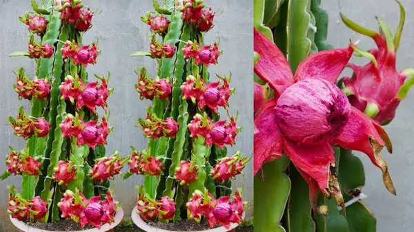 Hybrid_Red_Dragon_Fruit_Plant_Sweet_Fruit
